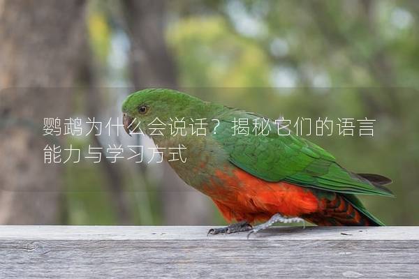 鹦鹉为什么会说话？揭秘它们的语言能力与学习方式