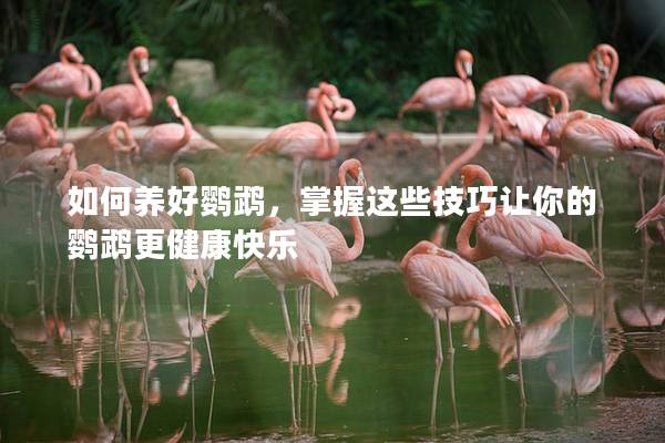 如何养好鹦鹉，掌握这些技巧让你的鹦鹉更健康快乐