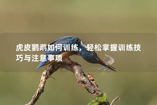 虎皮鹦鹉如何训练，轻松掌握训练技巧与注意事项