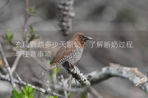 玄凤鹦鹉多少天断奶？了解断奶过程与注意事项
