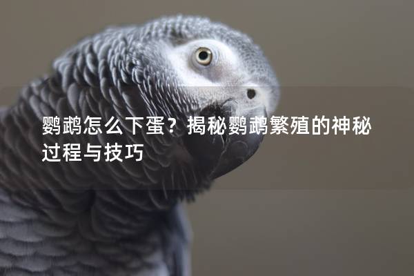 鹦鹉怎么下蛋？揭秘鹦鹉繁殖的神秘过程与技巧