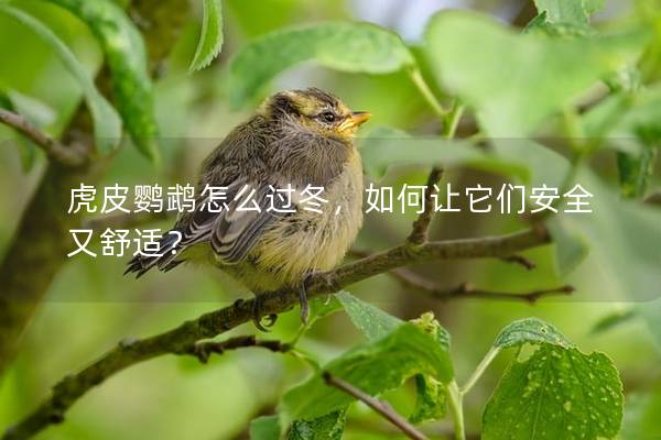 虎皮鹦鹉怎么过冬，如何让它们安全又舒适？