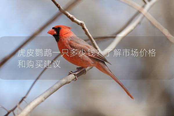 虎皮鹦鹉一只多少钱？了解市场价格和购买建议