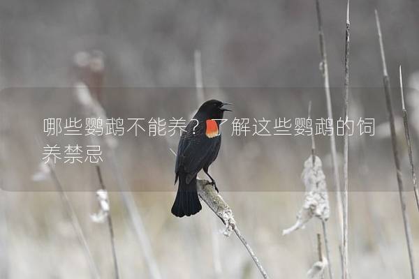 哪些鹦鹉不能养？了解这些鹦鹉的饲养禁忌