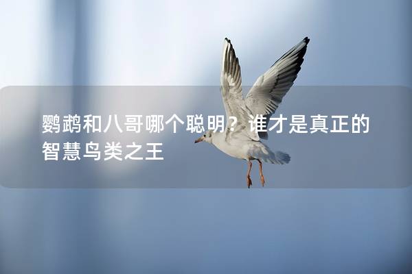 鹦鹉和八哥哪个聪明？谁才是真正的智慧鸟类之王