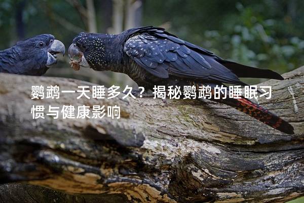 鹦鹉一天睡多久？揭秘鹦鹉的睡眠习惯与健康影响