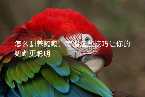 怎么驯养鹦鹉，掌握这些技巧让你的鹦鹉更聪明