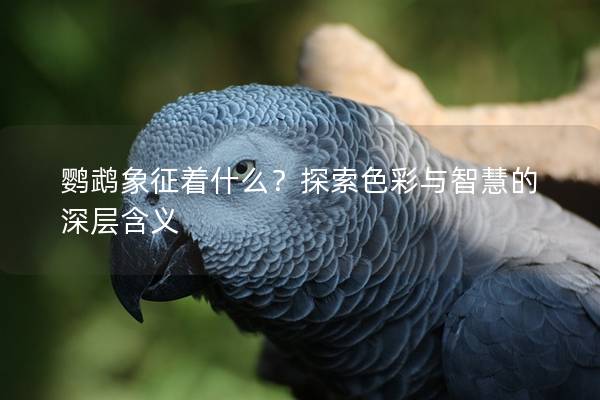 鹦鹉象征着什么？探索色彩与智慧的深层含义