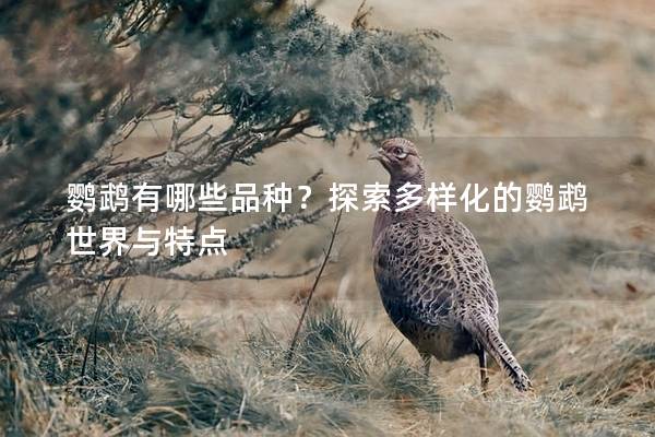 鹦鹉有哪些品种？探索多样化的鹦鹉世界与特点