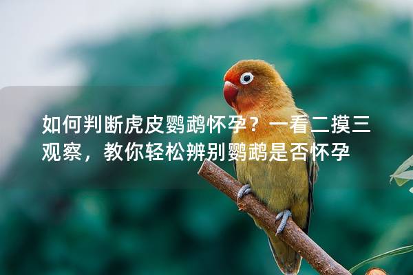如何判断虎皮鹦鹉怀孕？一看二摸三观察，教你轻松辨别鹦鹉是否怀孕