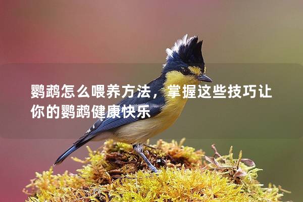 鹦鹉怎么喂养方法，掌握这些技巧让你的鹦鹉健康快乐