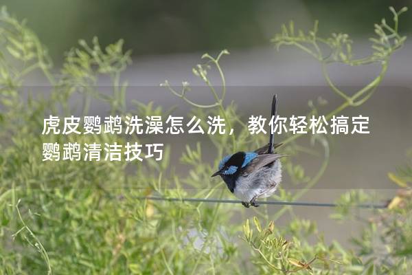 虎皮鹦鹉洗澡怎么洗，教你轻松搞定鹦鹉清洁技巧