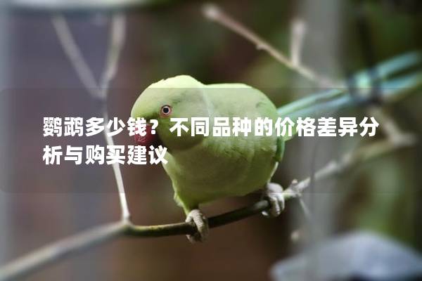 鹦鹉多少钱？不同品种的价格差异分析与购买建议