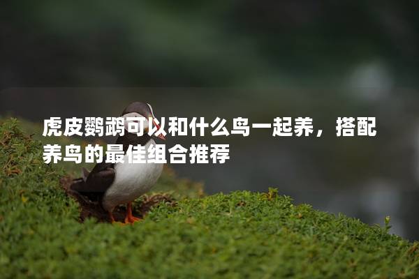 虎皮鹦鹉可以和什么鸟一起养，搭配养鸟的最佳组合推荐