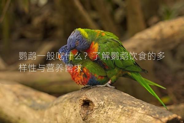 鹦鹉一般吃什么？了解鹦鹉饮食的多样性与营养需求