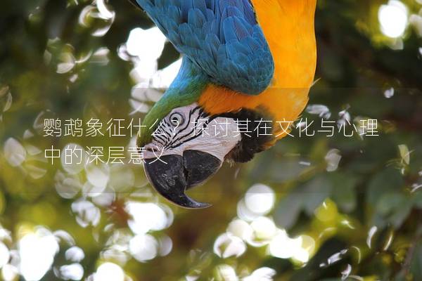 鹦鹉象征什么？探讨其在文化与心理中的深层意义