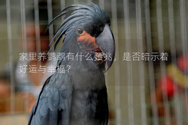 家里养鹦鹉有什么预兆，是否暗示着好运与幸福？