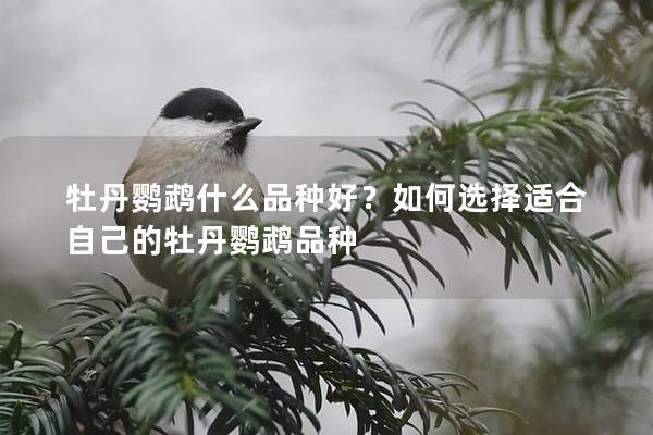 牡丹鹦鹉什么品种好？如何选择适合自己的牡丹鹦鹉品种