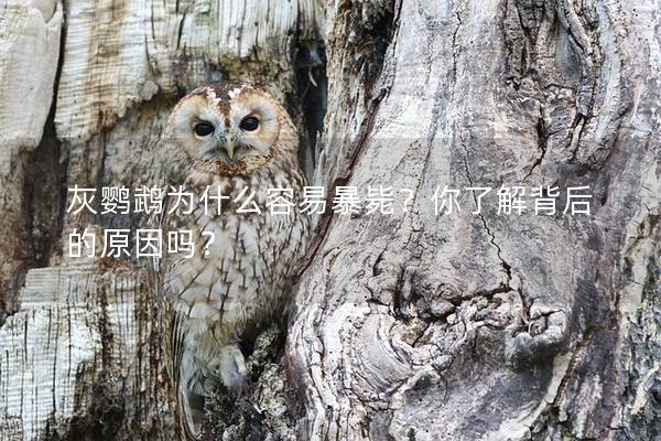 灰鹦鹉为什么容易暴毙？你了解背后的原因吗？