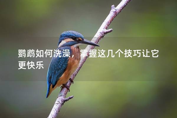 鹦鹉如何洗澡，掌握这几个技巧让它更快乐