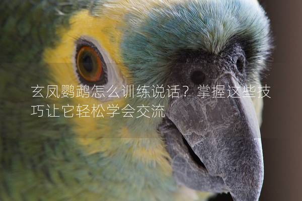 玄凤鹦鹉怎么训练说话？掌握这些技巧让它轻松学会交流