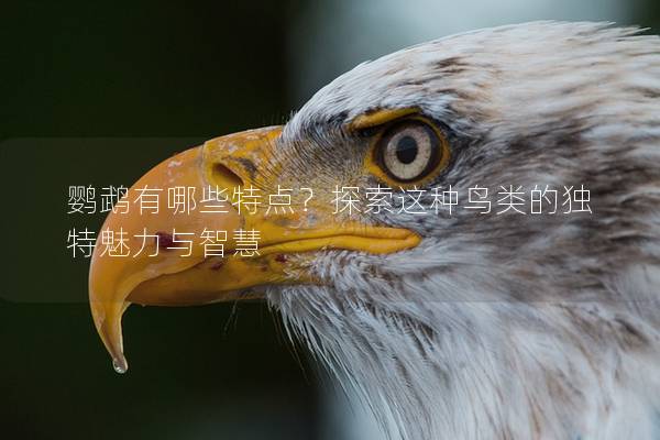 鹦鹉有哪些特点？探索这种鸟类的独特魅力与智慧