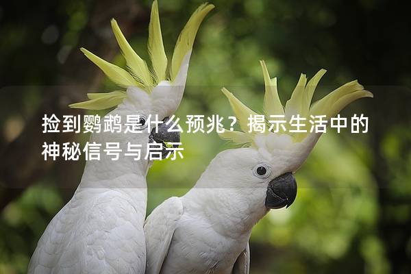 捡到鹦鹉是什么预兆？揭示生活中的神秘信号与启示