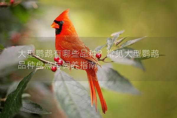 大型鹦鹉有哪些品种？常见大型鹦鹉品种盘点与饲养指南