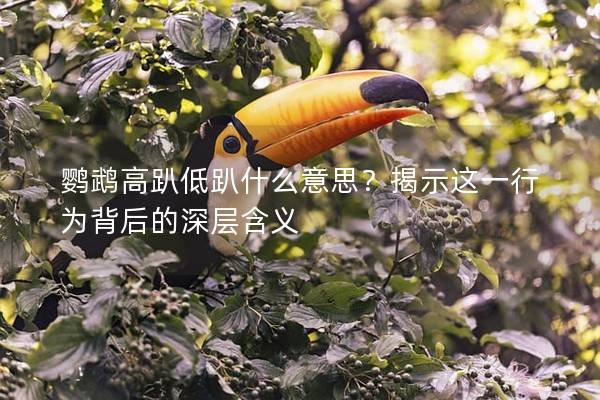 鹦鹉高趴低趴什么意思？揭示这一行为背后的深层含义