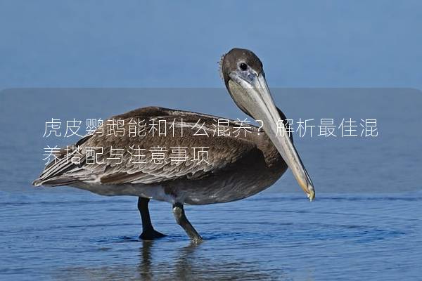 虎皮鹦鹉能和什么混养？解析最佳混养搭配与注意事项