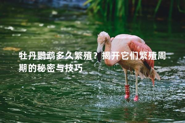 牡丹鹦鹉多久繁殖？揭开它们繁殖周期的秘密与技巧
