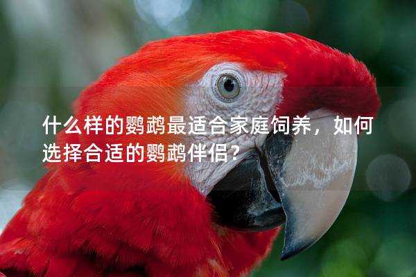 什么样的鹦鹉最适合家庭饲养，如何选择合适的鹦鹉伴侣？