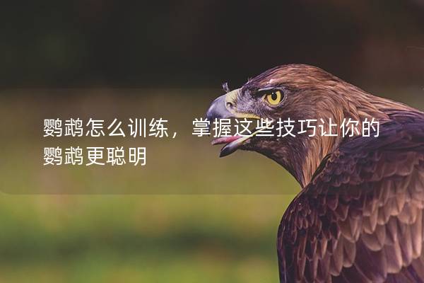 鹦鹉怎么训练，掌握这些技巧让你的鹦鹉更聪明