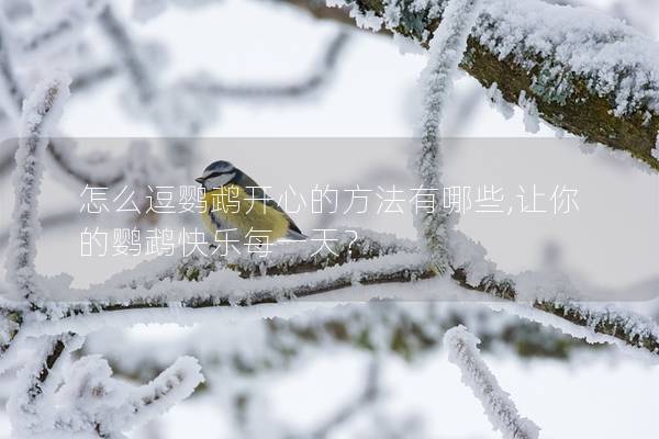 怎么逗鹦鹉开心的方法有哪些,让你的鹦鹉快乐每一天？
