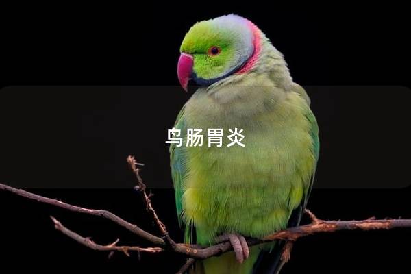 鸟肠胃炎