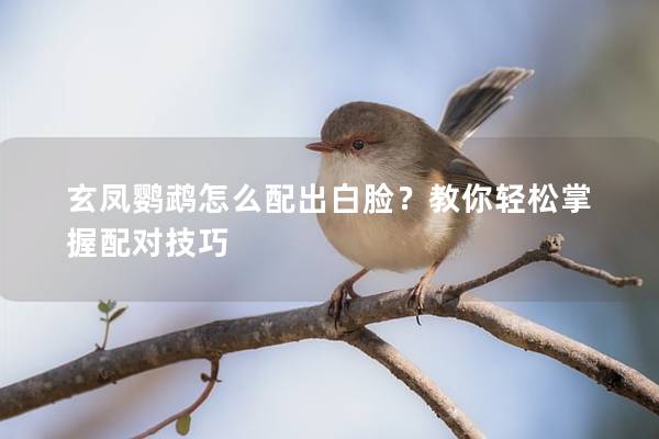 玄凤鹦鹉怎么配出白脸？教你轻松掌握配对技巧