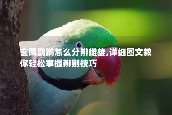玄凤鹦鹉怎么分辨雌雄,详细图文教你轻松掌握辨别技巧