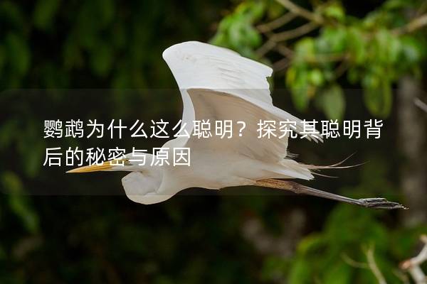 鹦鹉为什么这么聪明？探究其聪明背后的秘密与原因