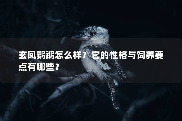 玄凤鹦鹉怎么样？它的性格与饲养要点有哪些？
