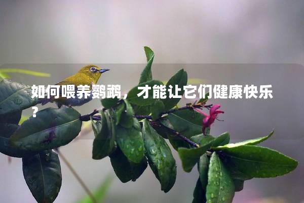 如何喂养鹦鹉，才能让它们健康快乐？