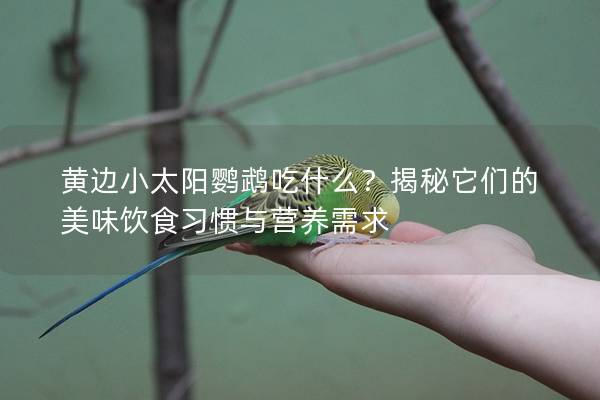 黄边小太阳鹦鹉吃什么？揭秘它们的美味饮食习惯与营养需求