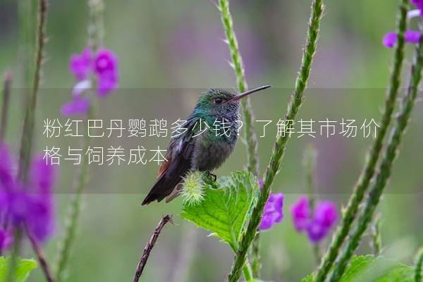 粉红巴丹鹦鹉多少钱？了解其市场价格与饲养成本