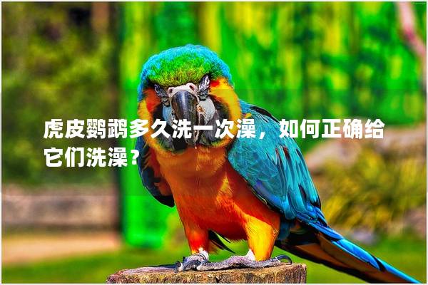虎皮鹦鹉多久洗一次澡，如何正确给它们洗澡？