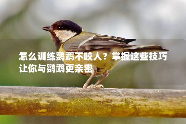 怎么训练鹦鹉不咬人？掌握这些技巧让你与鹦鹉更亲密