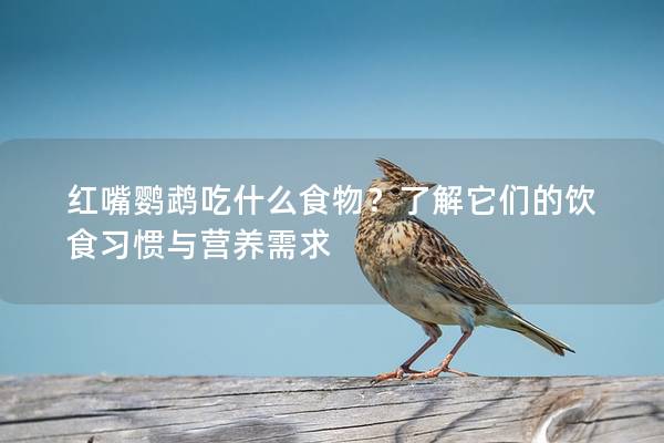 红嘴鹦鹉吃什么食物？了解它们的饮食习惯与营养需求