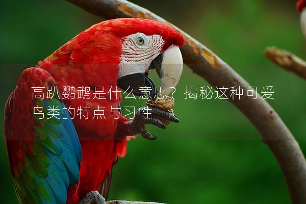 高趴鹦鹉是什么意思？揭秘这种可爱鸟类的特点与习性
