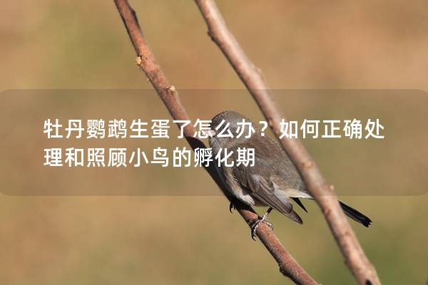 牡丹鹦鹉生蛋了怎么办？如何正确处理和照顾小鸟的孵化期