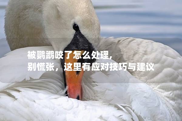 被鹦鹉咬了怎么处理, 别慌张，这里有应对技巧与建议