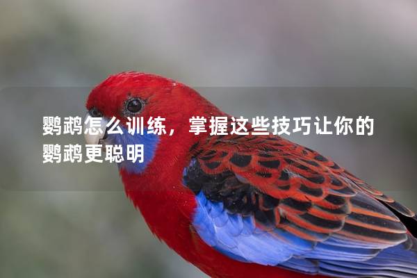 鹦鹉怎么训练，掌握这些技巧让你的鹦鹉更聪明