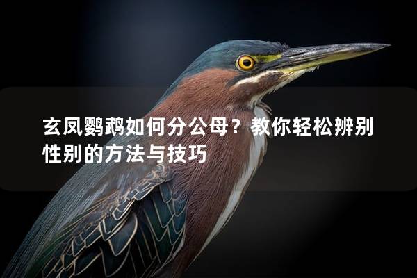 玄凤鹦鹉如何分公母？教你轻松辨别性别的方法与技巧